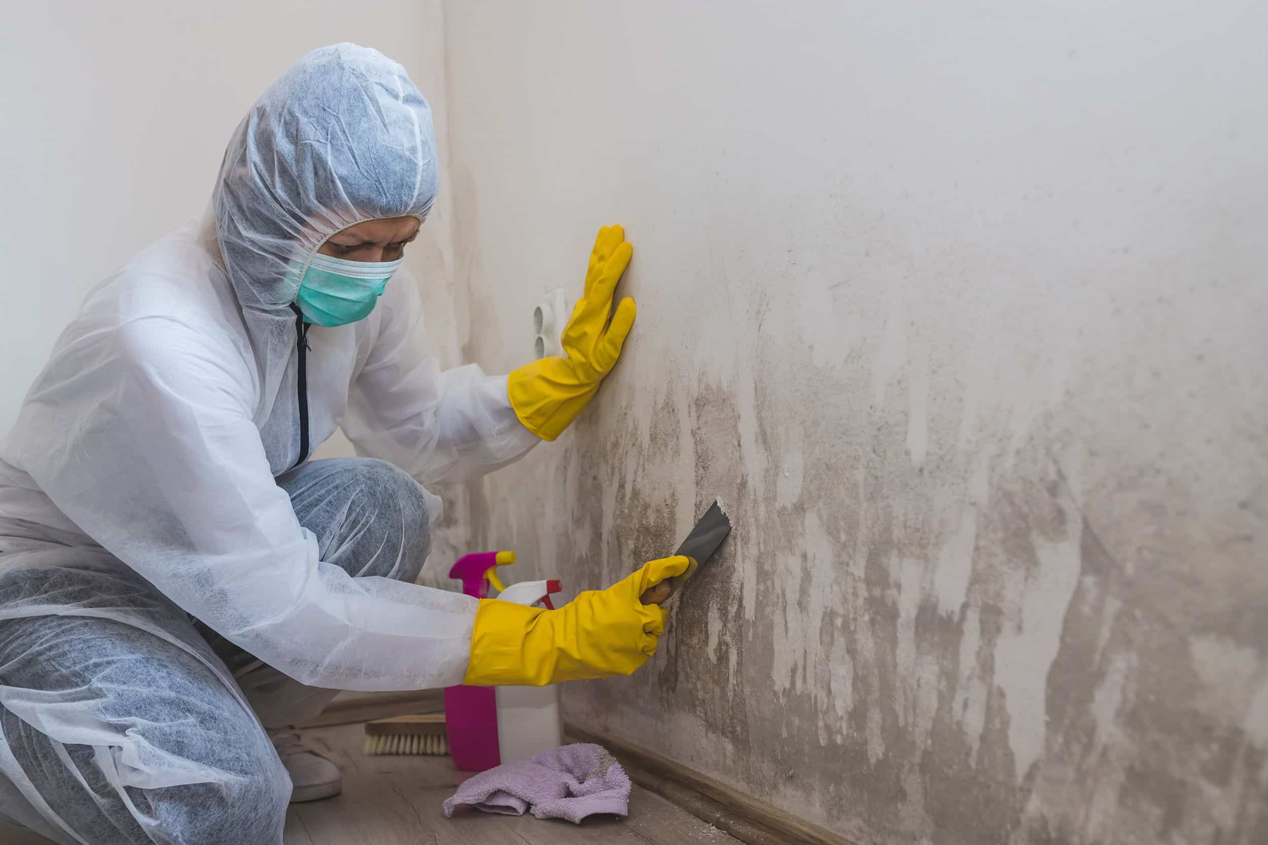 How to Choose the Right Mold Inspection Service in Rochester?