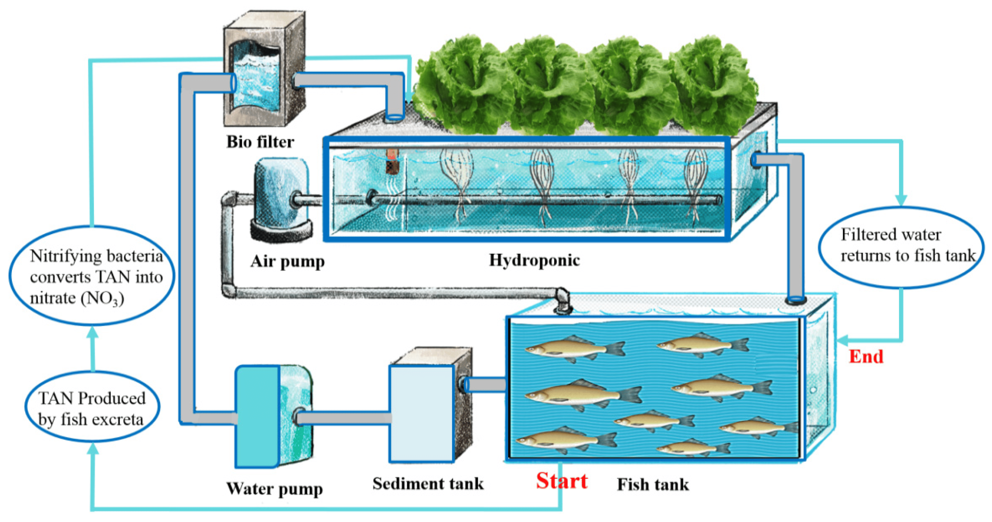 Aquaponics Market 2024 Size, Key Players & Forecast Report to 2032