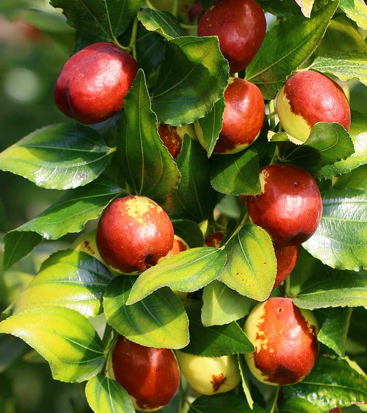 Jujube Extracts Market 2022 Major Key Players and Industry Analysis 