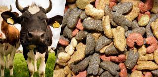 Animal Feed Additives Market Size, Growth & Global Forecast Report to 2032