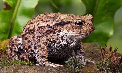 Cool Exotic Pets: Navigating the Pros and Cons for Aspiring Owners - A Professional Insight