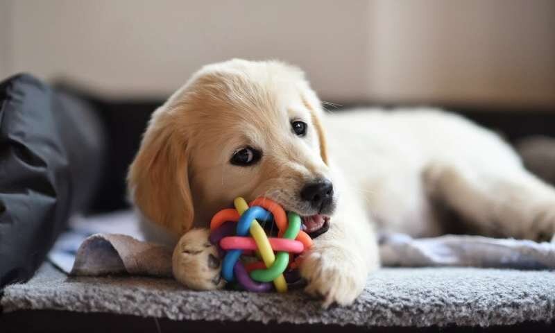 Training Your Puppy to Adjust to Busy Streets of New York City