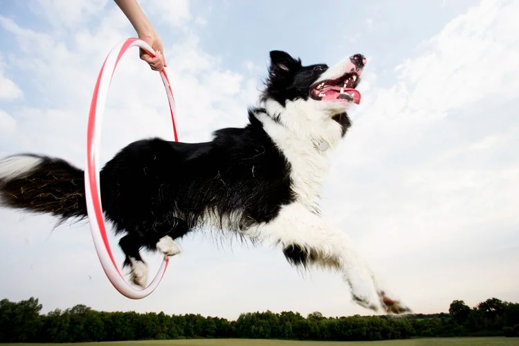 Mastering Obedience: How Personalized Dog Training Builds Better Behavior