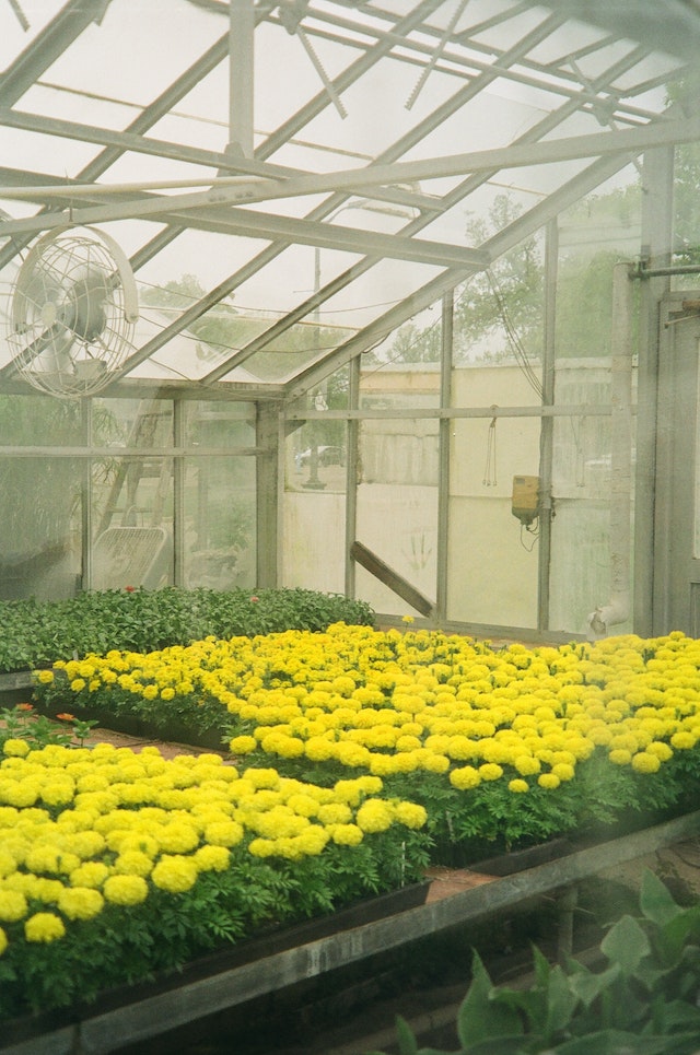 Expert Gardening Solutions: Sydney Welcomes Kangaroo Paw Gardening Services Pty Ltd's Exceptional Range of Services