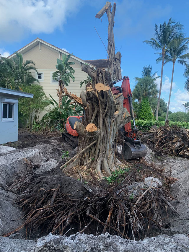 Stump Grinding Palm Beach