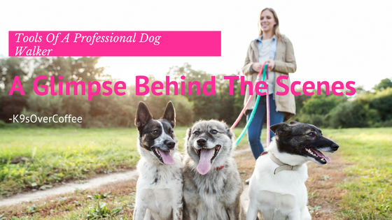 How to choose a professional dog walker that's right for your dog