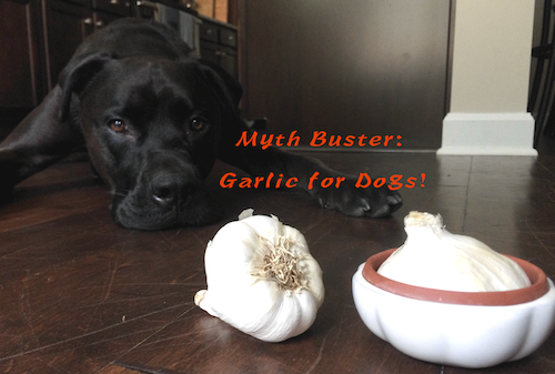 Find out the benefits to giving your dog garlic plus how to feed it