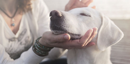 Where Can I Leave My Dog in Gurgaon?