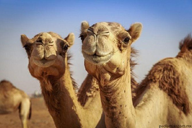 12 day tour in Morocco - 13 Days Morocco tour 