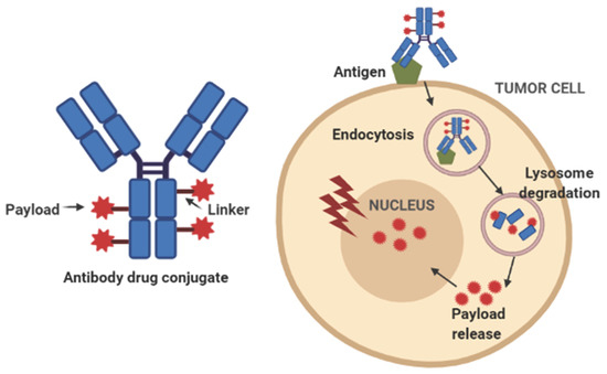 Antibody Drug Conjugates Market : Expanding Frontiers In Oncology During The Forecast Period From 2021-2028
