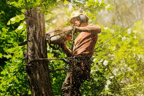 Greenery Reimagined: Professional Tree Lopping Services