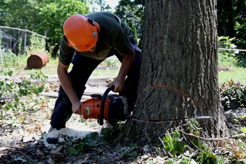 When Is the Best Time for Spring Tree Removal? Tips from Arborists