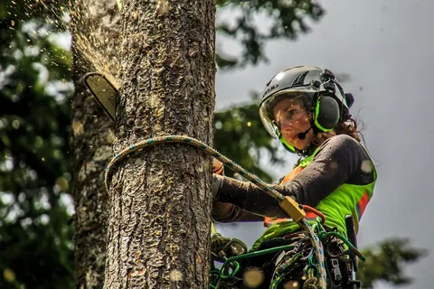 Why Should Every Homeowner Consult an Arborist for Tree Health?