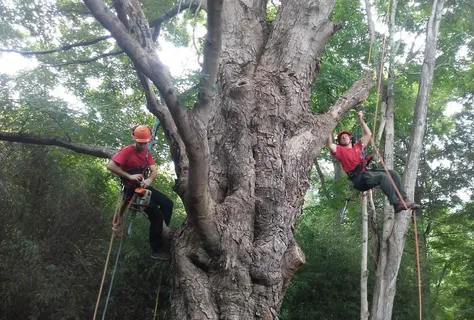 Choosing the Right Arborist: Tips for Ensuring Top-Notch Tree Care