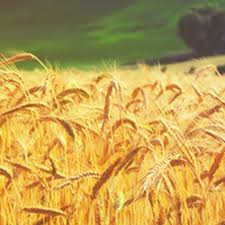 General Crop Farming Market Key Vendors, Trends, Analysis, Segmentation, Forecast Report to 2022