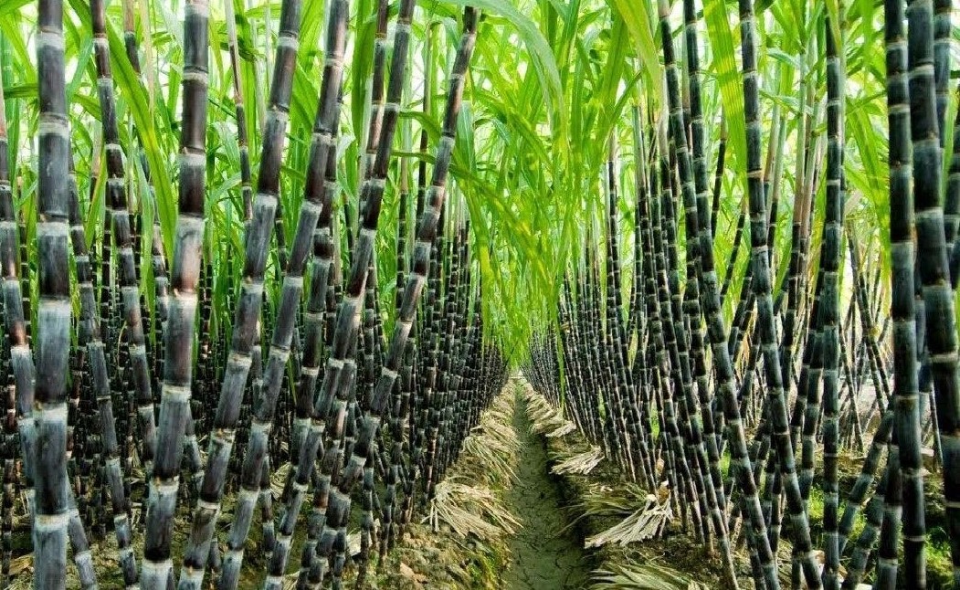 Global General Crop Farming Market | Global Industry Future Trends, Revenue Growth, and Leading Players