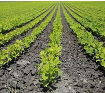 Global Crop Production Market | Global Industry Future Trends, Revenue Growth, and Leading Players