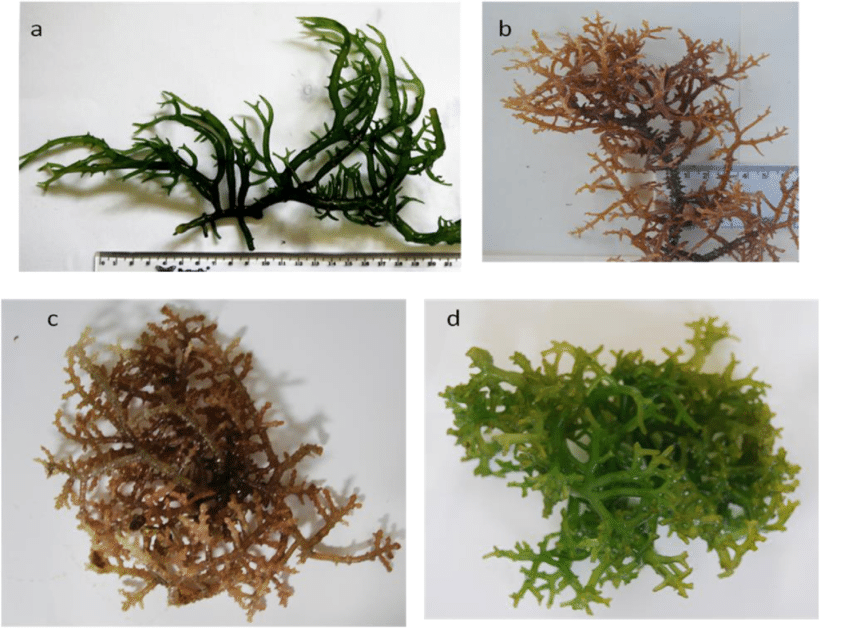 Eucheuma Seaweed Market Size, In-depth Analysis Report and Global Forecast to 2030