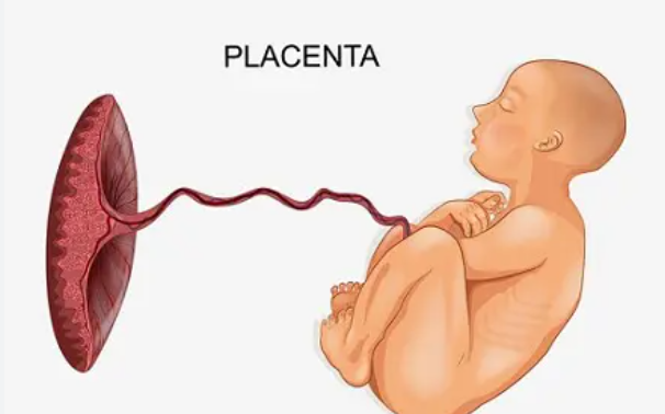 Placenta Market Size, Share, Regional Overview and Global Forecast to 2030
