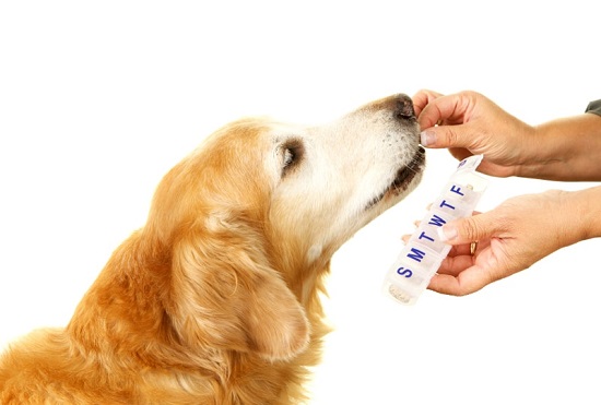 Market Report on Pet Supplements: Understanding Size, Share, Growth Trajectories