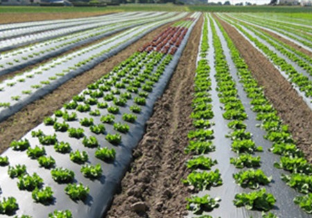 Market Dynamics of Smart Plastics In Precision Agriculture: Analyzing Current Size, Growth Trends