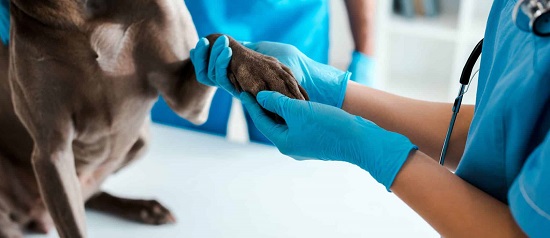 Market Dynamics of Veterinary Oncology Diagnostics: Analyzing Current Size, Share, Growth Trends