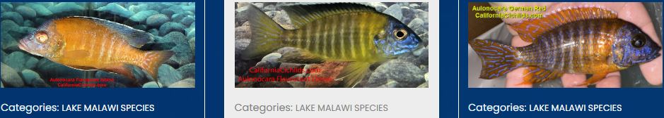 Lake Malawi's Mbuna Cichlids: A Discovery Journey