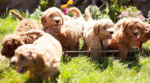 Choose Your Pet Wisely 