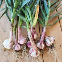 Discovering the Delight of Hardneck Garlic Near Me