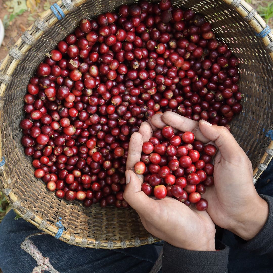 How to find the Perfect Roast Costa Rican Coffee Online