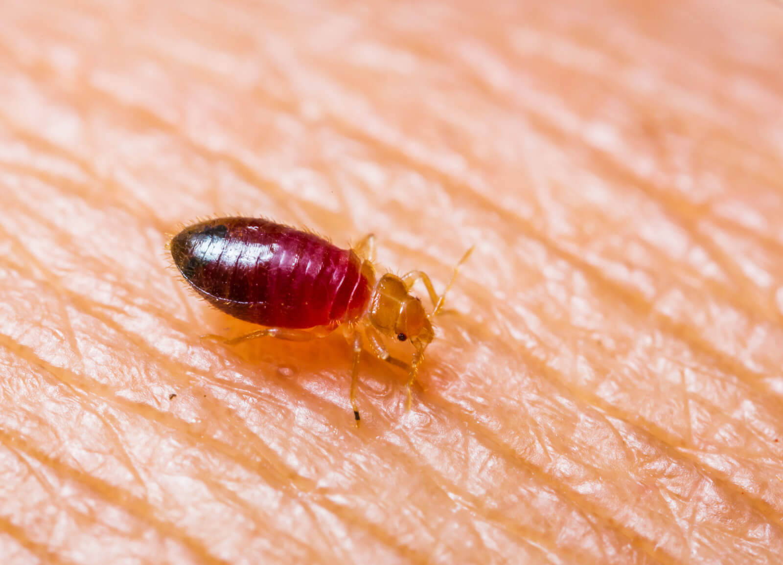 Bed bugs control