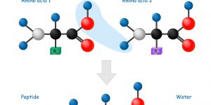 Peptide Synthesis Methods and Techniques