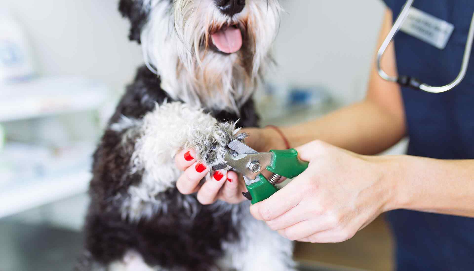 Dog grooming mistakes to avoid for new pet owners