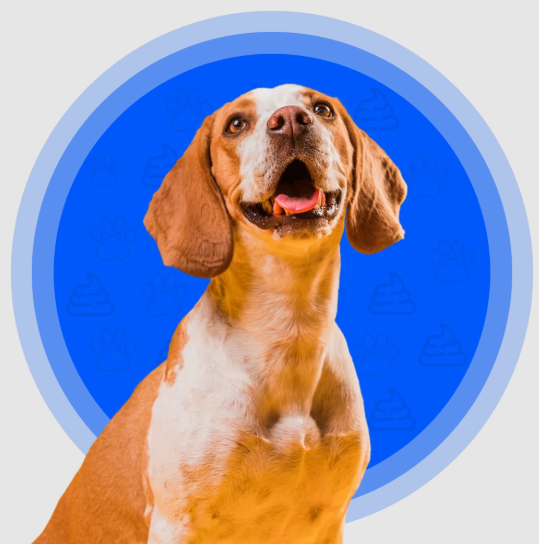 Reliable Dog Poop Pickup in DFW – Keep Your Yard Clean and Safe