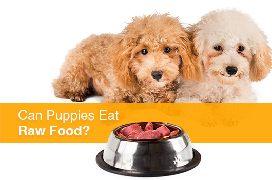Can Puppies Eat Raw Food?