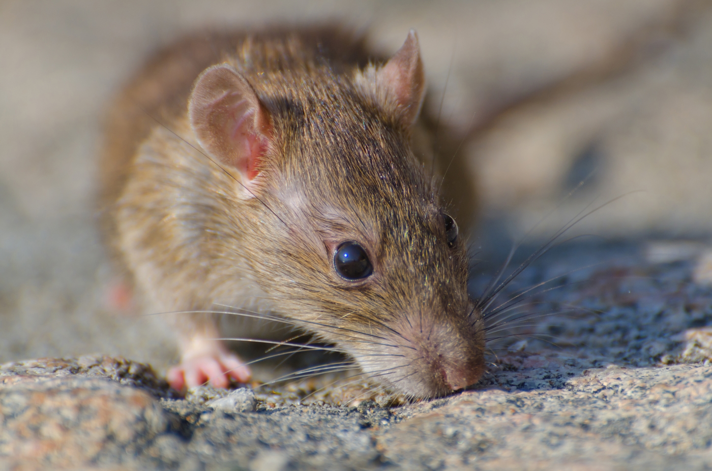 Rodents and Parasites: Understanding the Health Risks Involved: