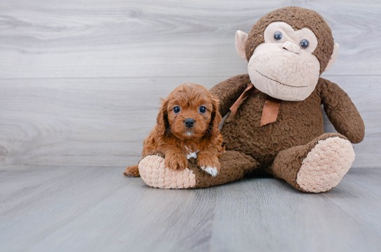 Cavapoo Puppies For Sale