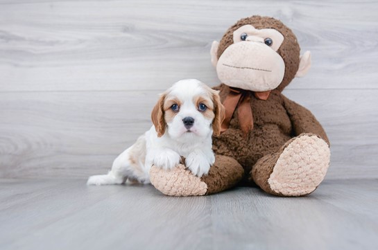 Cavalier King Charles Puppies For Sale