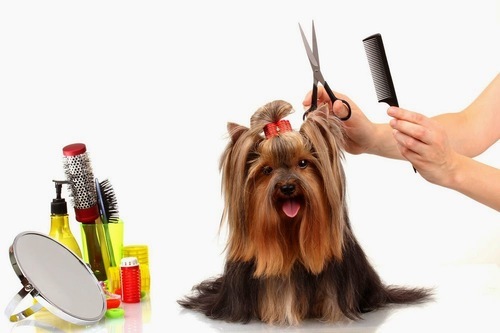 Know How Pet Grooming Products Demand Is Increasing