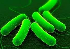 Viral Vector & Plasmid DNA Manufacturing Market: Future Opportunities, Analysis & Outlook To 2026