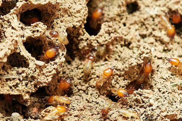 Repellent Termiticides Market Size, Growing Trends and Industry Demand 2019 to 2026