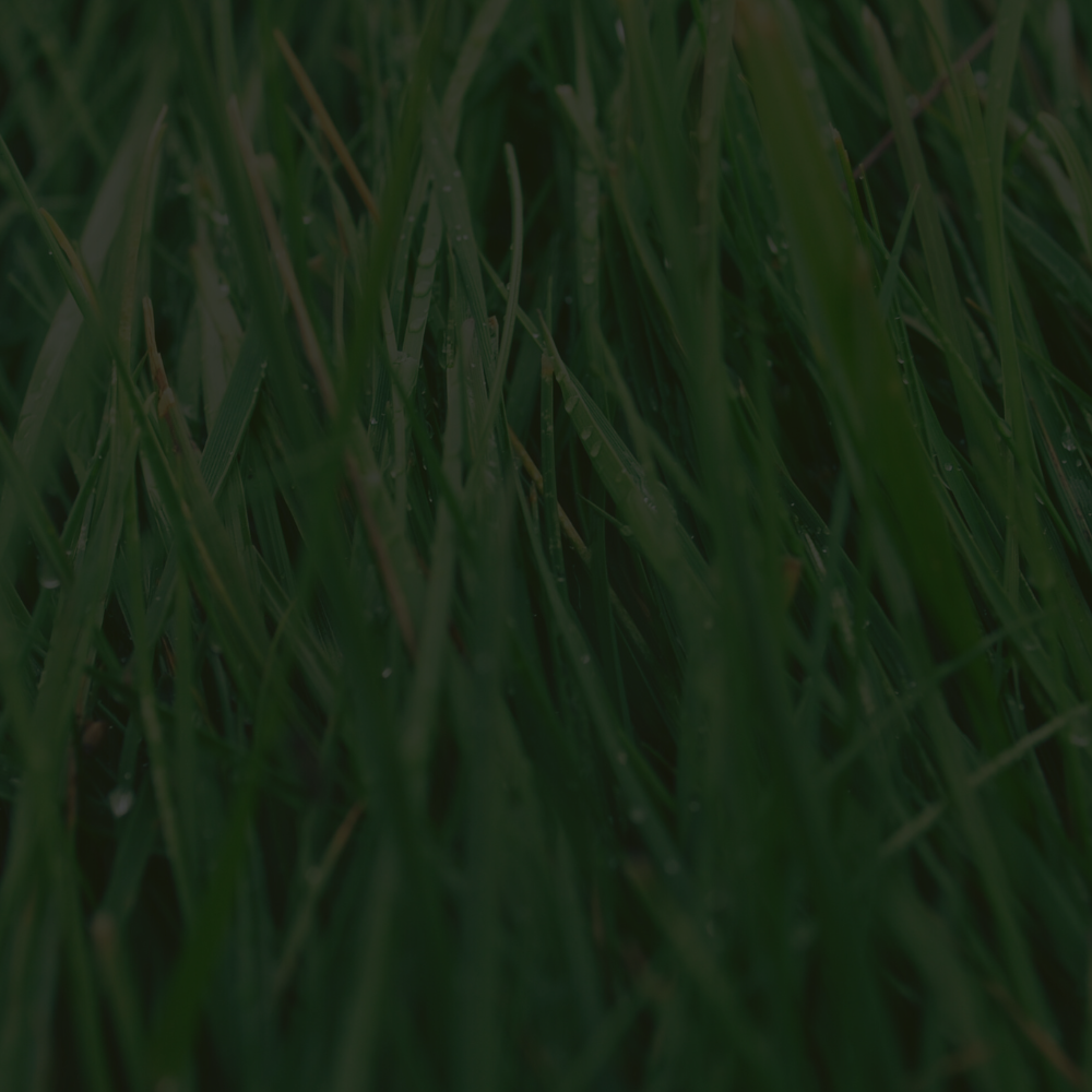 "Top 5 Sustainable Farming Techniques: A Guide to Eco-Friendly Farming"