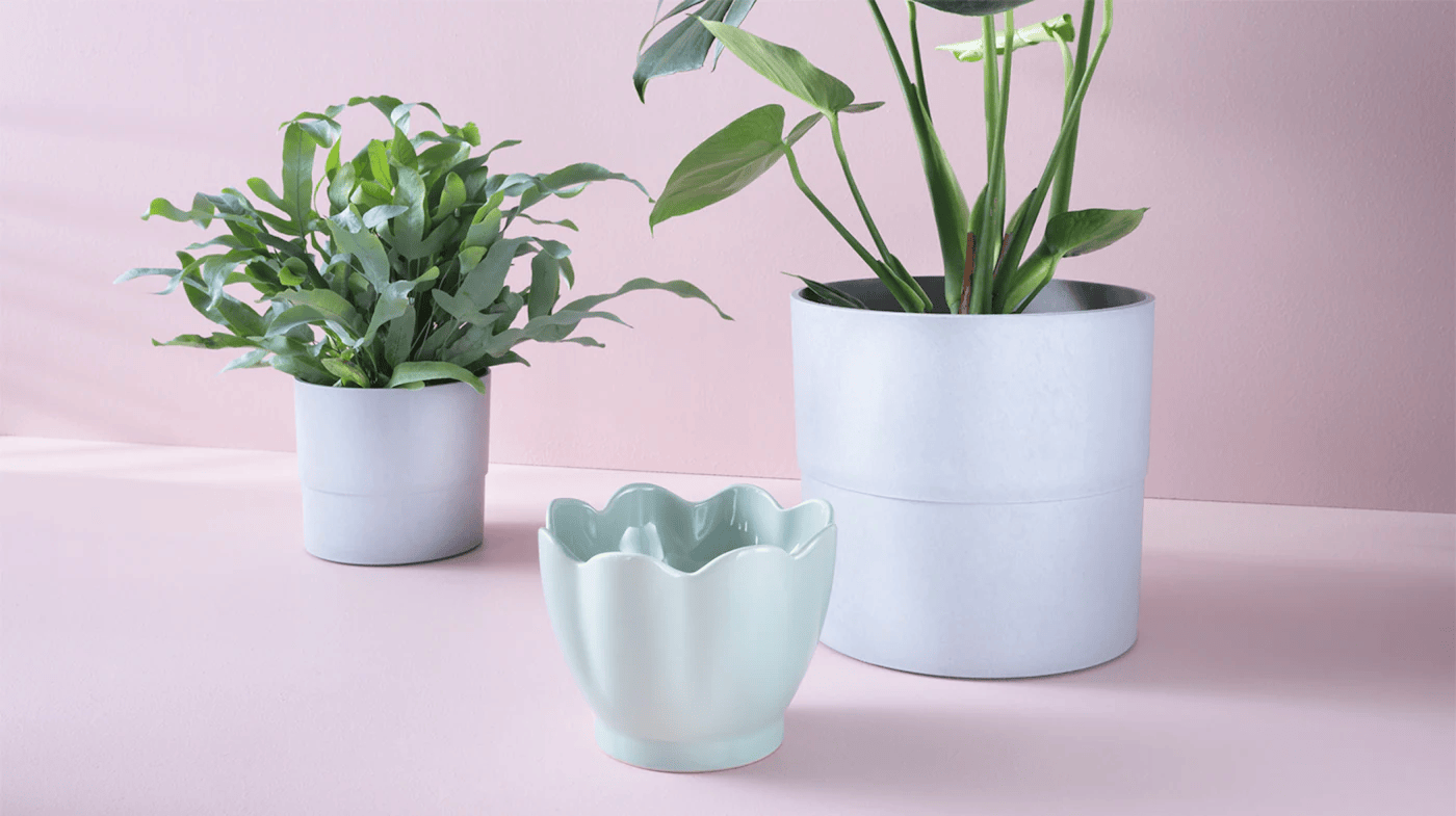 Home Bargains Plant Pots: A Treasure Trove for Green Enthusiasts