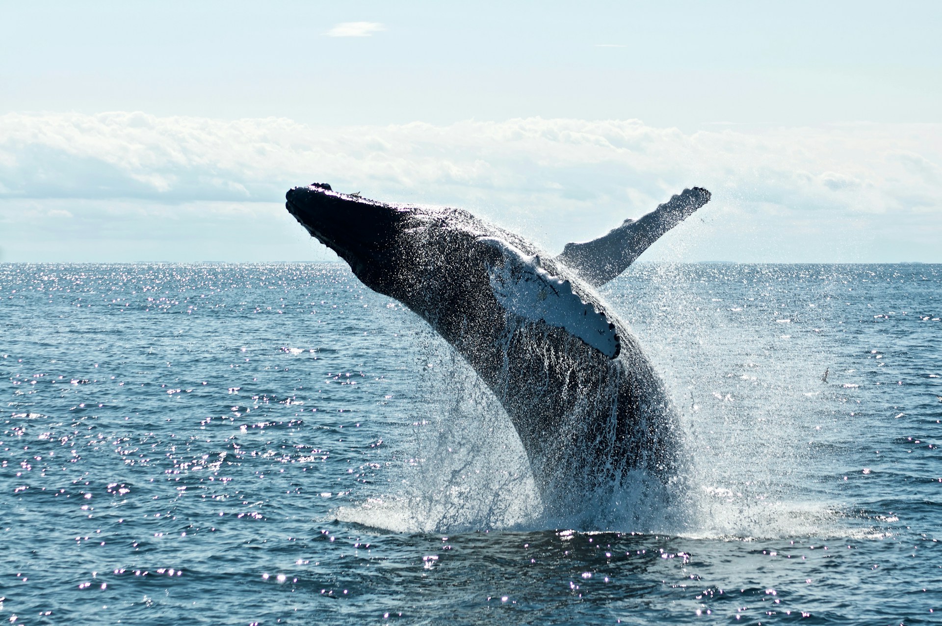 Whale Watching and Dolphin Cruises: A Must-Do Experience in Nelson Bay
