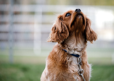 How To Stop Dog Barking In Easy Steps
