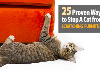 25 Proven Ways to Stop Cats From Scratching Furniture