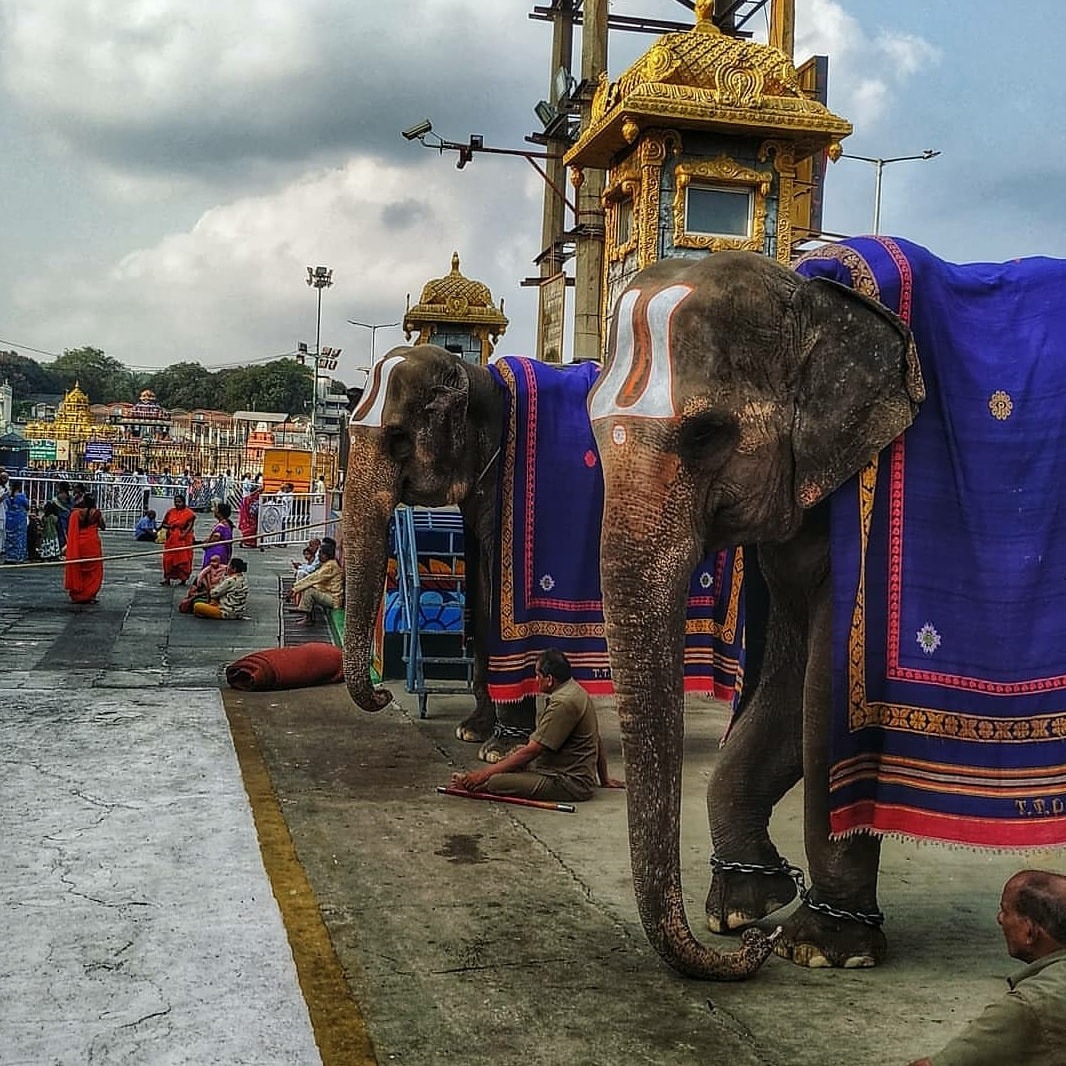 Padmavathi Travels - Tirupati tour package from chennai