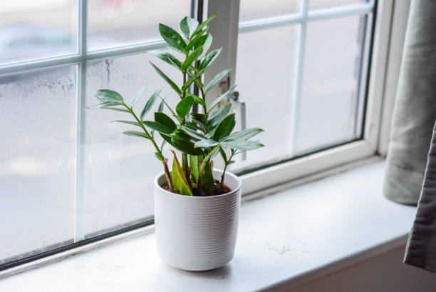 Unveiling the Secrets of Successful ZZ Plant Care: A Comprehensive Guide