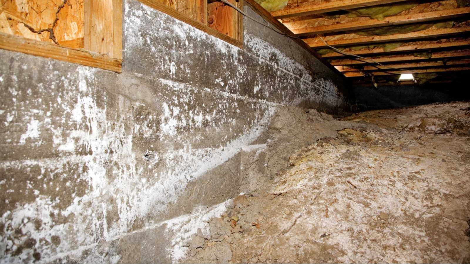 Rescuing Homes: Expert Home Water Remediation Services