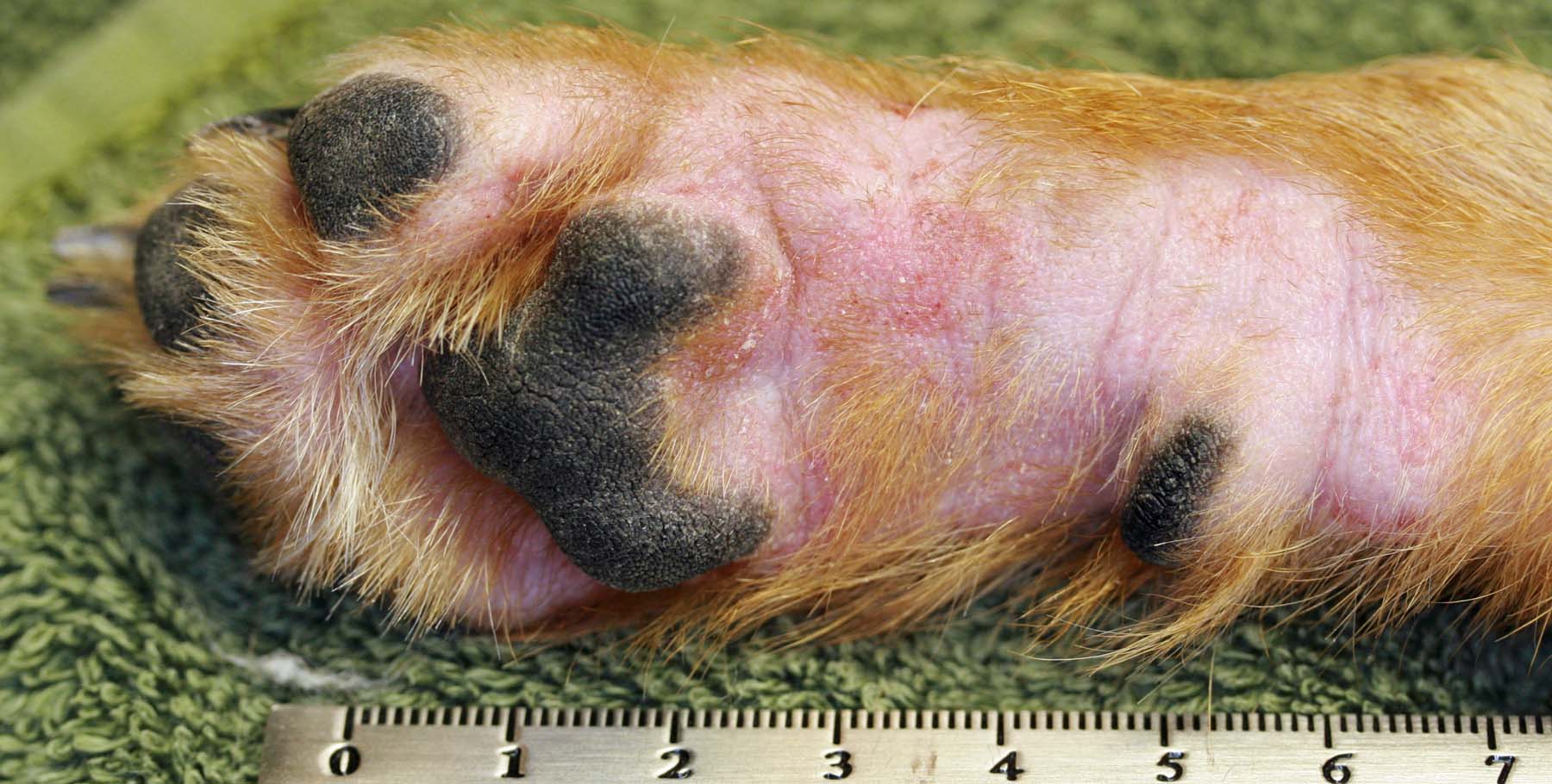 Canine Atopic Eczema Drugs Is Fastest Growing Segment Fueling Growth Of Canine Atopic Dermatitis Treatment Drugs Market